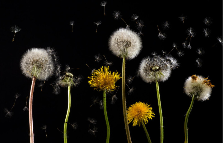 A photo of a dandelion.