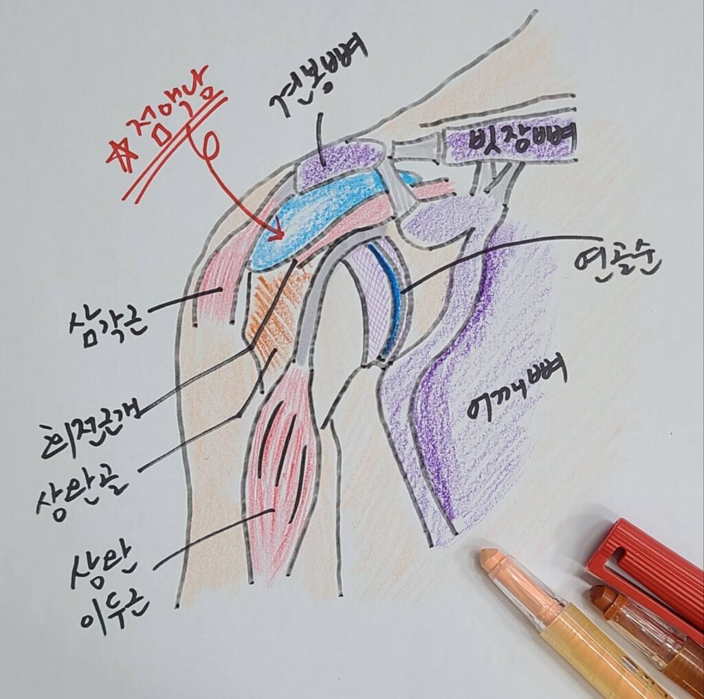 어깨의 구조를 직접 그린 그림입니다. 어깨의 뼈나 근육 구조 입니다.